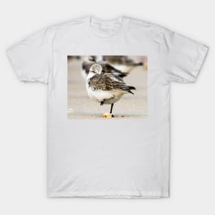 Sanderling T-Shirt